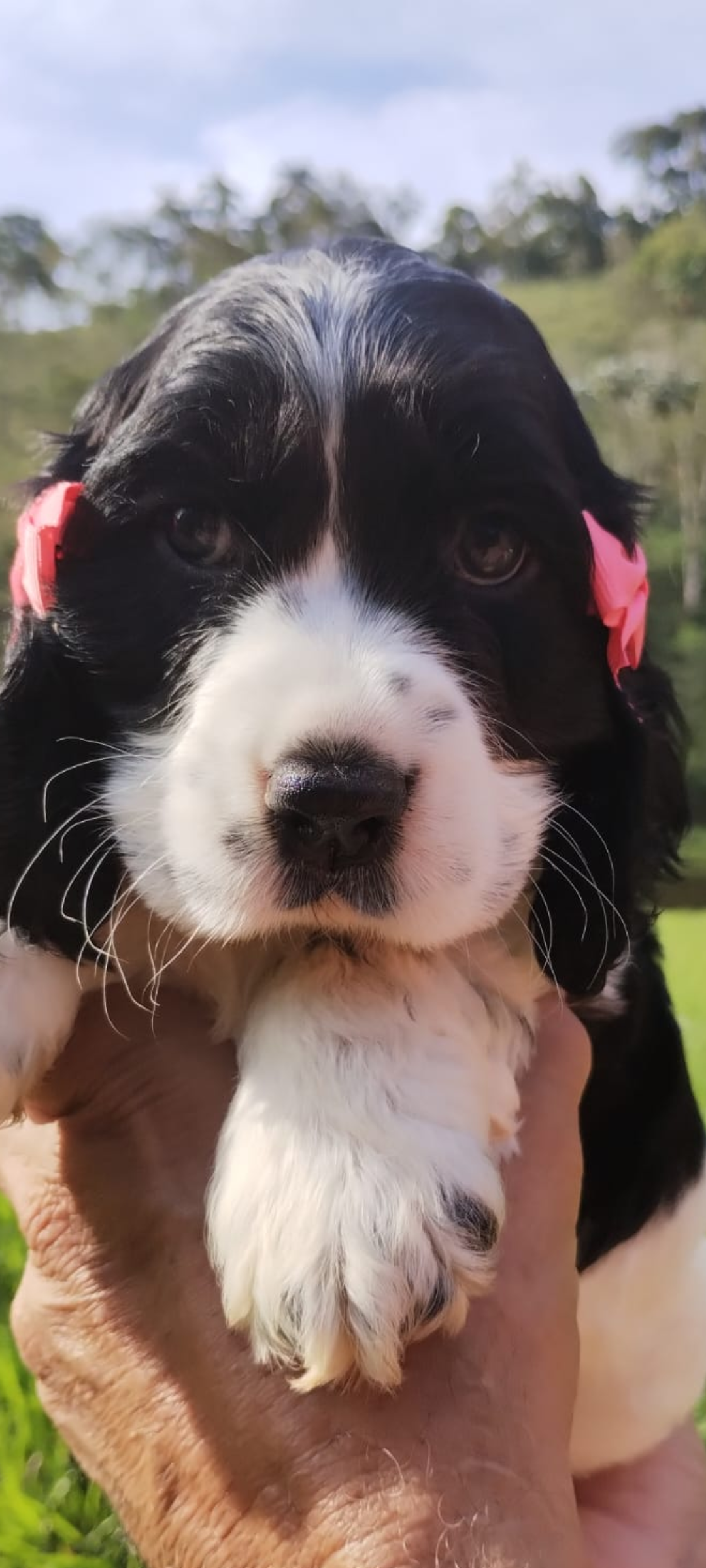 Portal Vendocão Filhotes de cocker Spaniel inglês  São José dos Campos