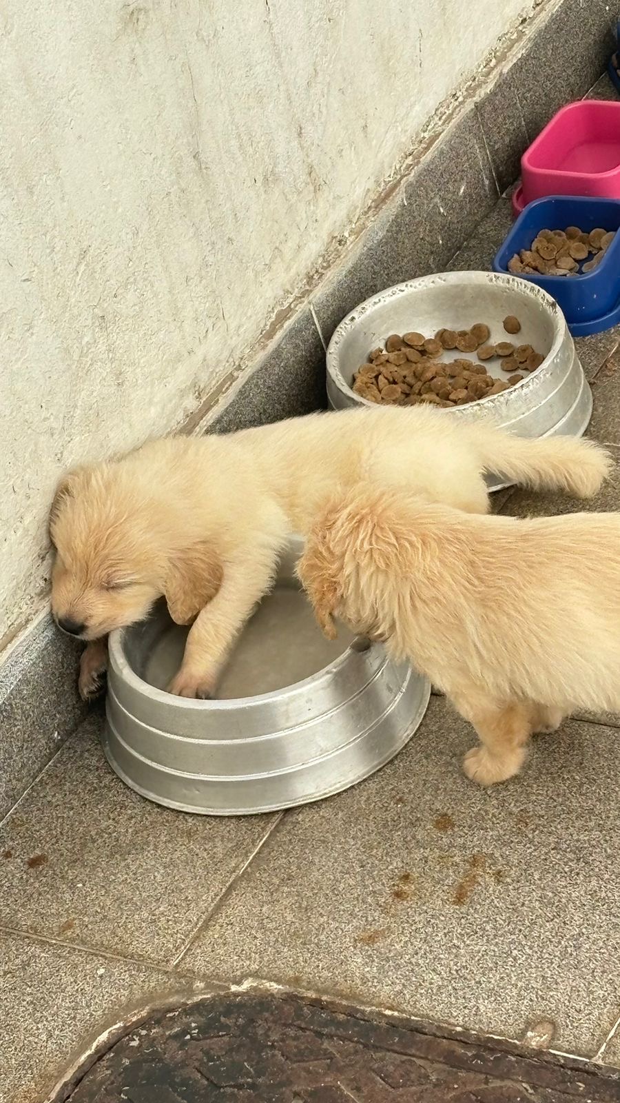 Portal Vendocão Filhote de Golden Retriver Rio de janeiro