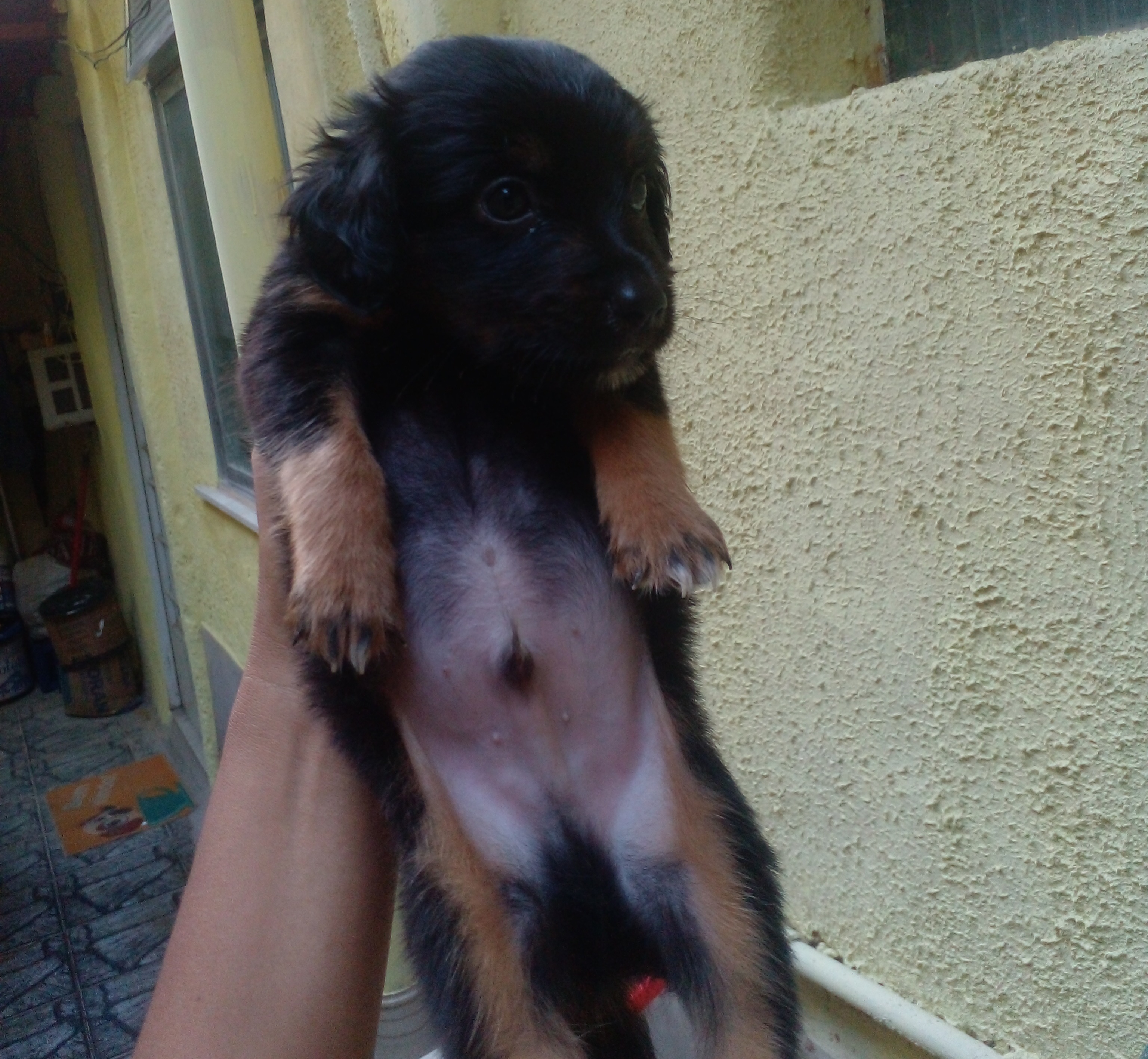Filhotes de cachorros - Foto 4