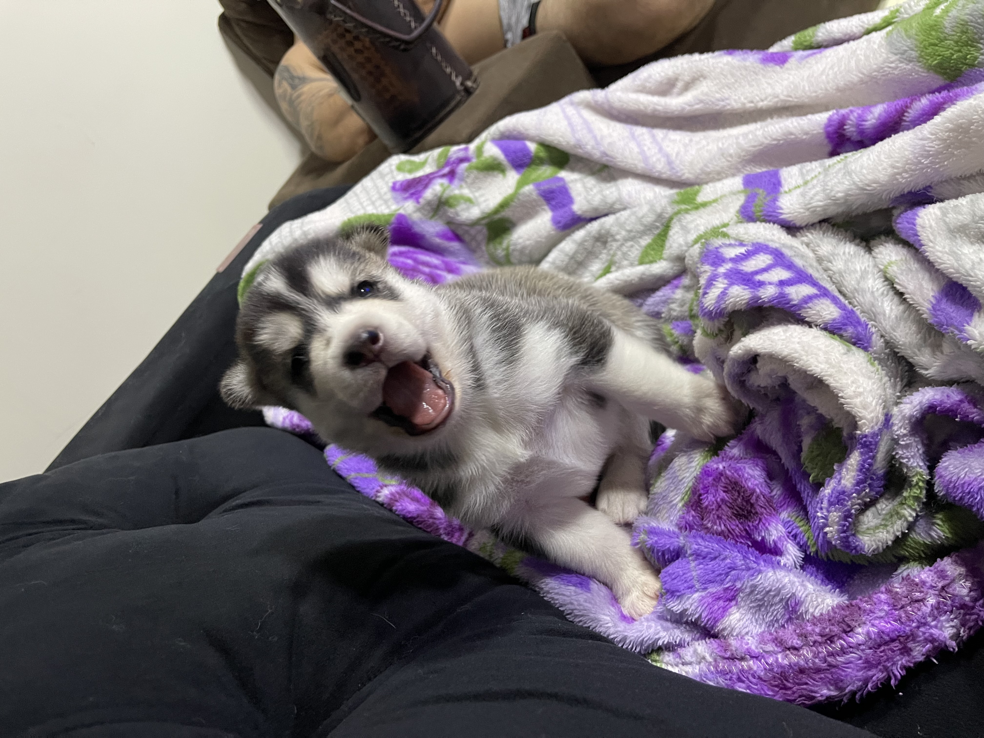 Portal Vendocão Filhotes de husky siberiano Campo Grande 