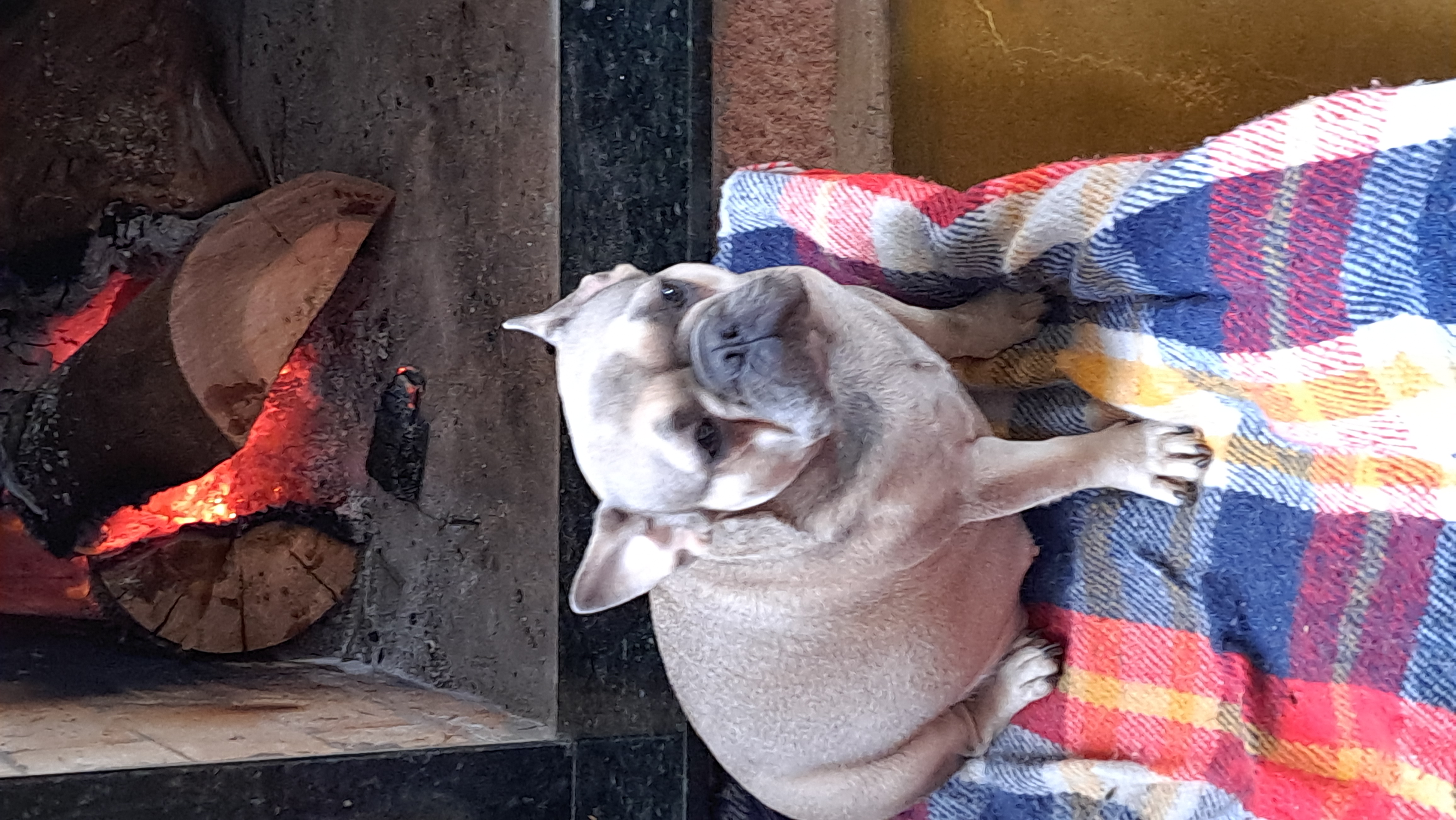 Portal Vendocão Vendo fêmea de buldogue francês  Estrela 