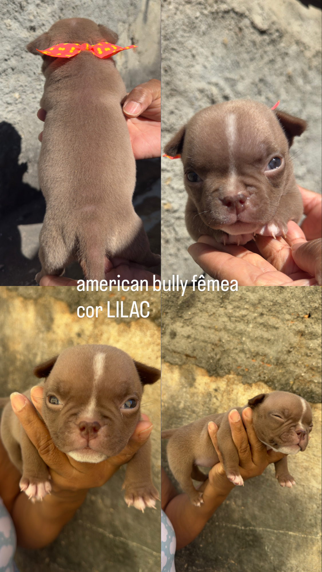 American Bully - Foto 2