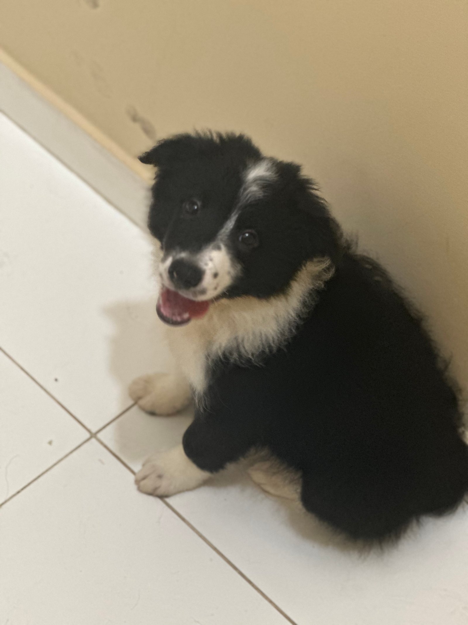 Filhotes de Boder collie  - Foto 3