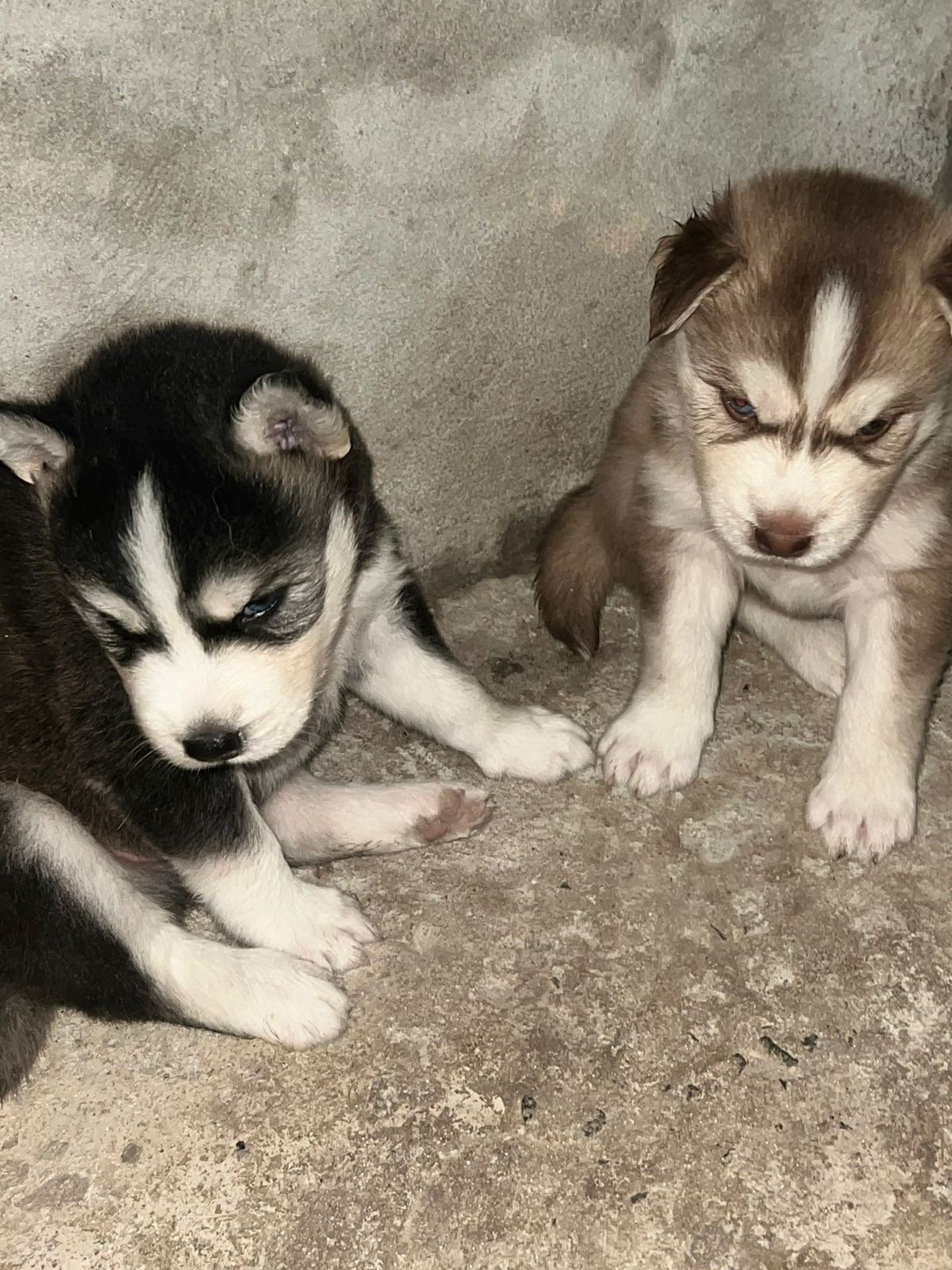 filhotes de Husky Siberiano Camaçari 