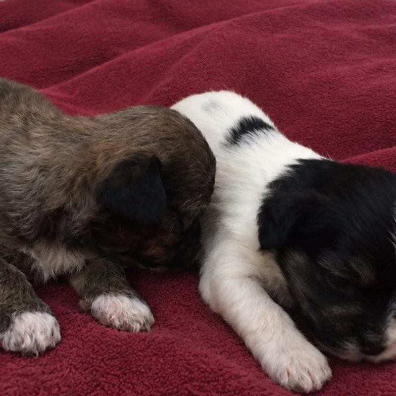 Filhotes de Lhasa Apso