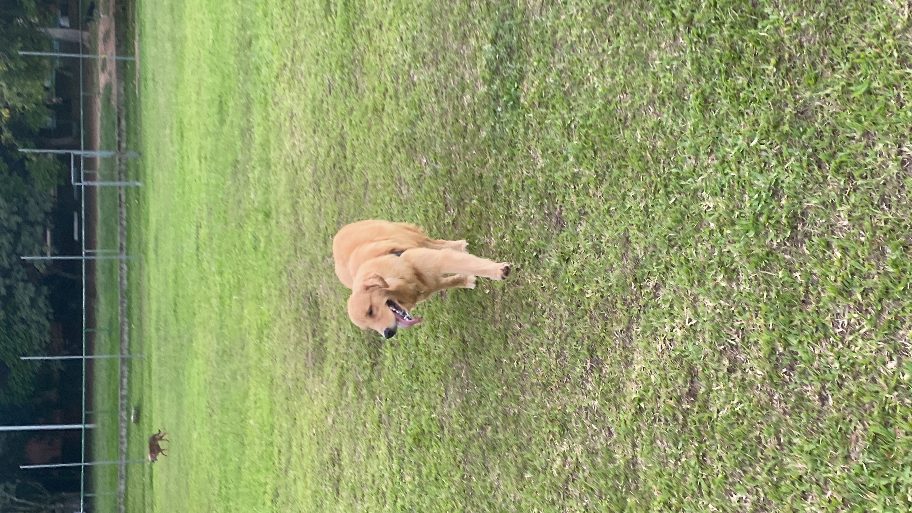 Portal Vendocão Golden Fêmea  Porto Alegre