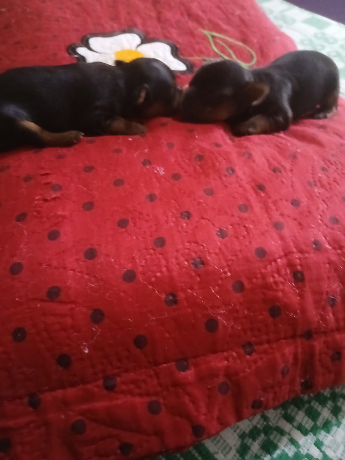 Portal Vendocão Yorkshire terrier  Ananindeua 