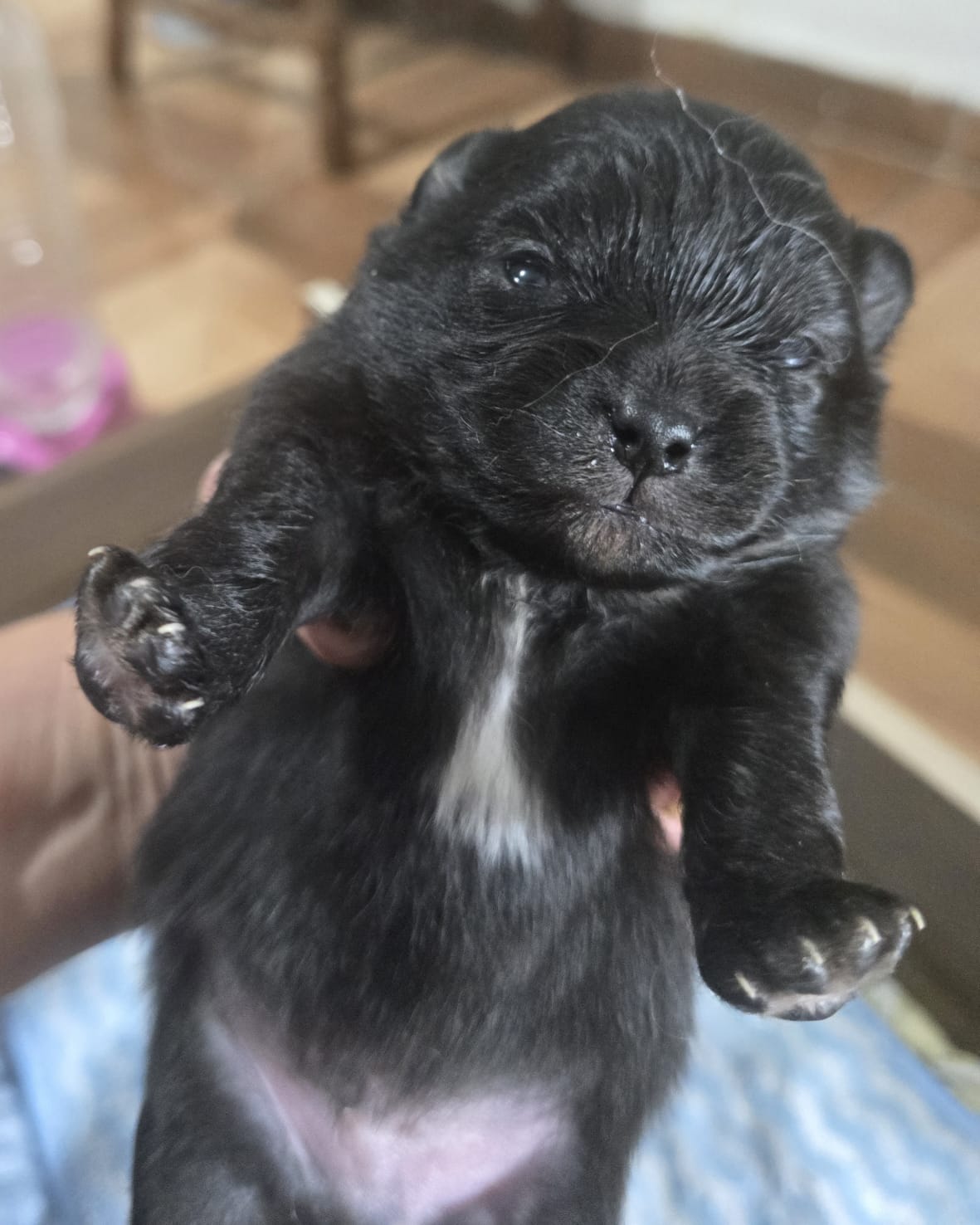 Portal Vendocão Vende-se lindo filhote de sptiz alemão  Botucatu