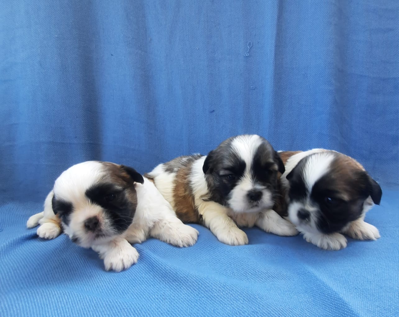 filhotes de Shih Tzu Guarulhos