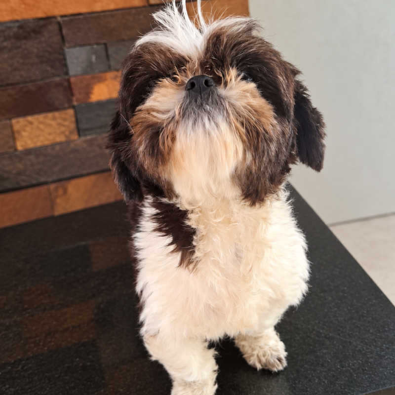 Cadela Shih Tzu não castrada