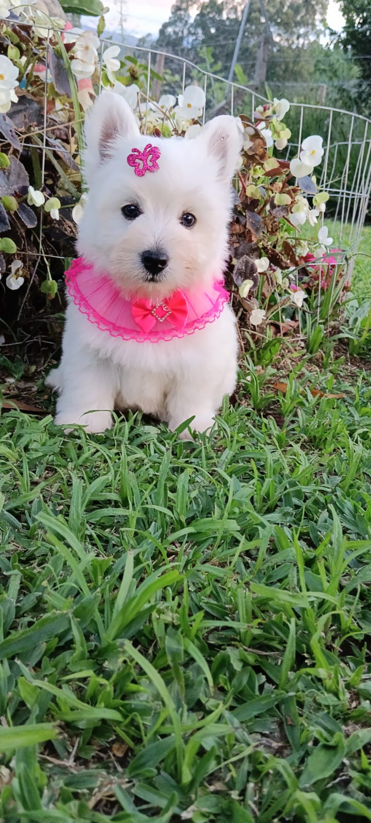 Portal Vendocão West Highland White Terrier  Mandirituba