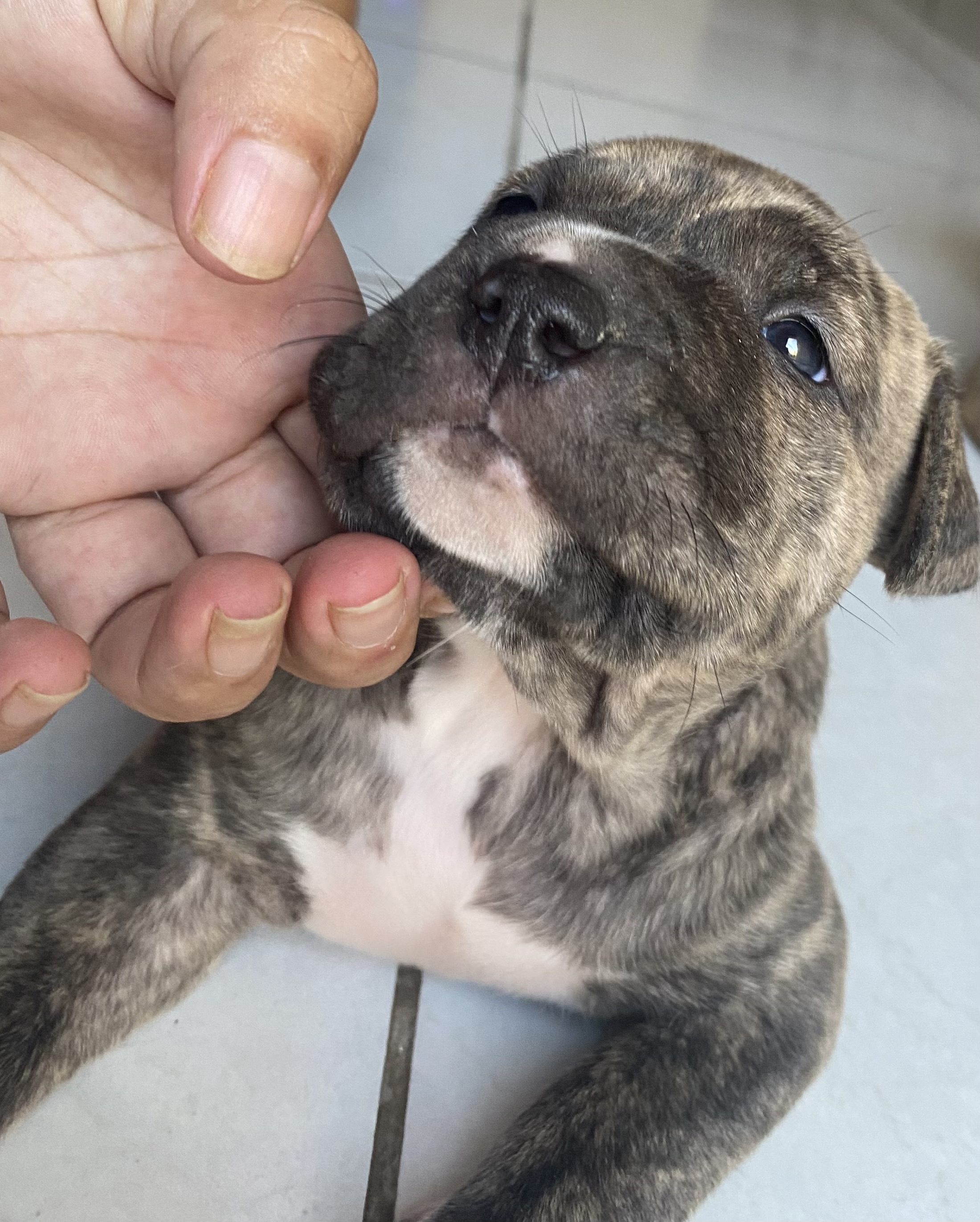 Portal Vendocão Vendo filhote fêmea de pitbull Paço do Lumiar