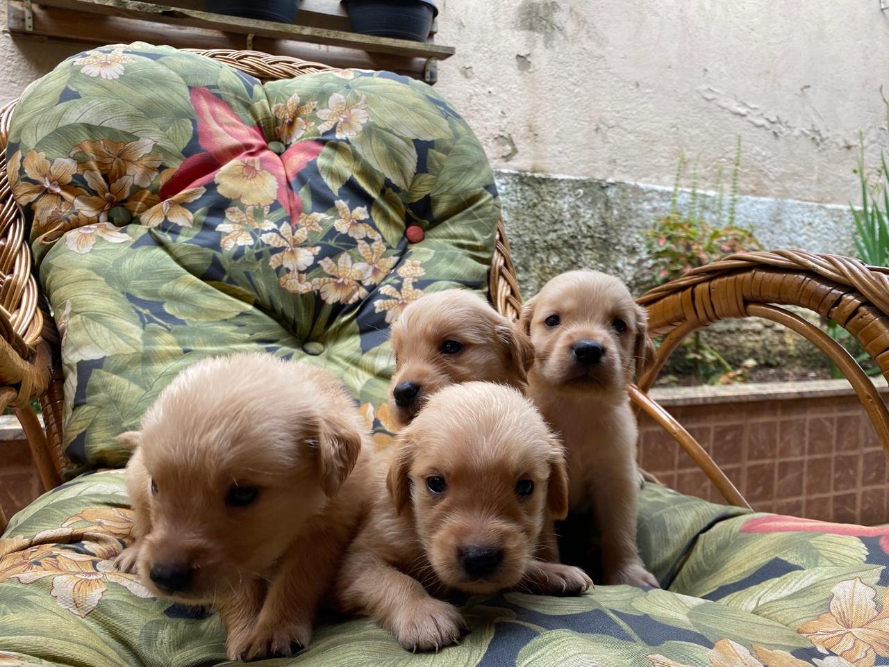 Golden retriever  - Foto 2