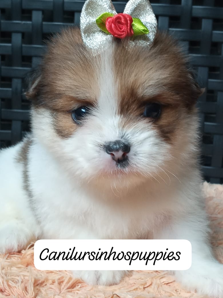 Portal Vendocão lhasa apso lindos bebes pronta entrega #canilursinhospuppies  praia grande 