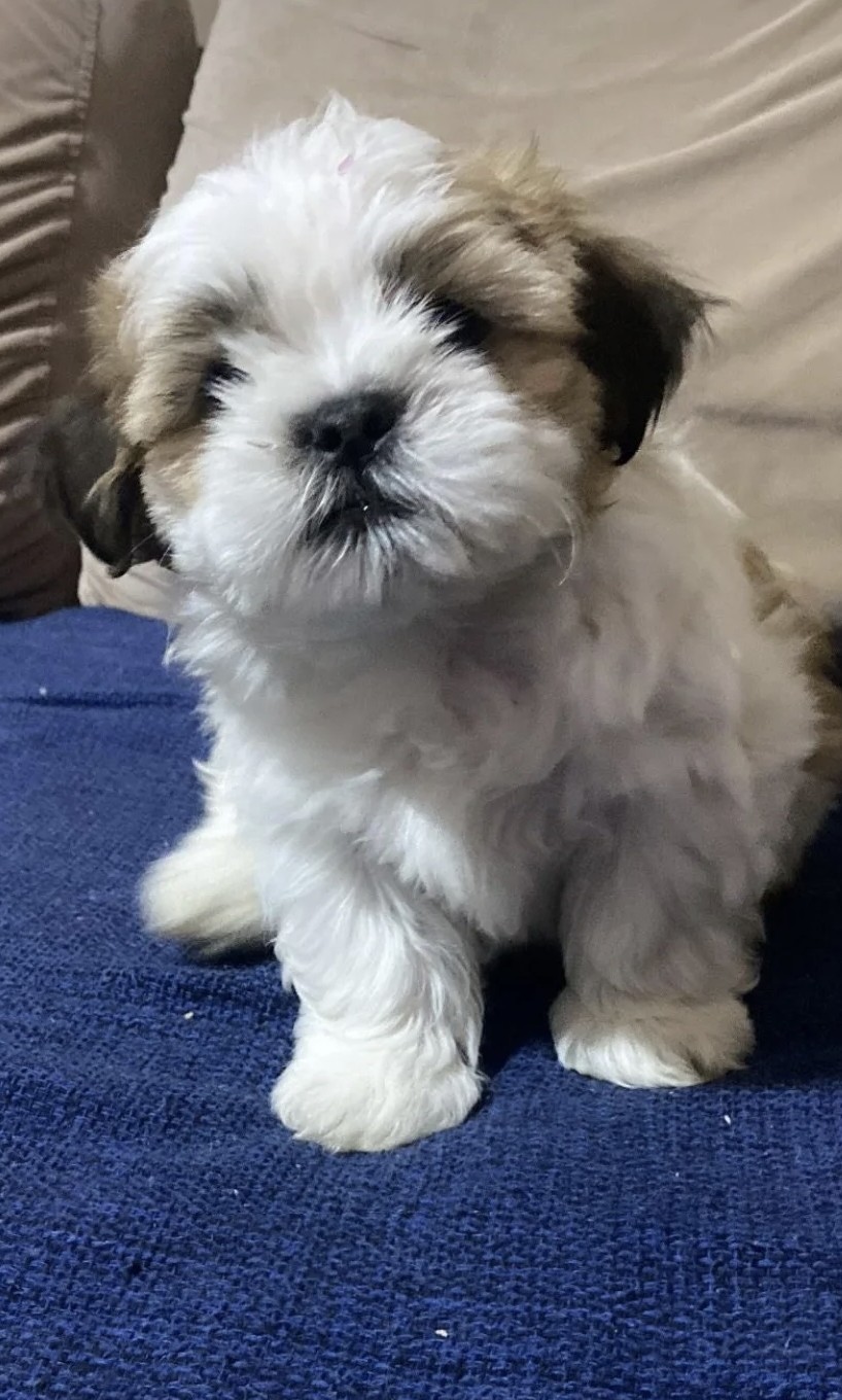 Portal Vendocão Filhote de shih tzu macho Lavras