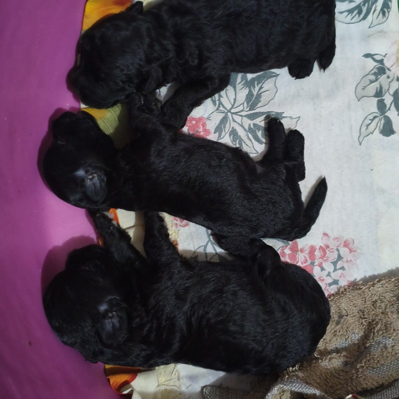 vendo lindos filhotes machos de poodle n 0