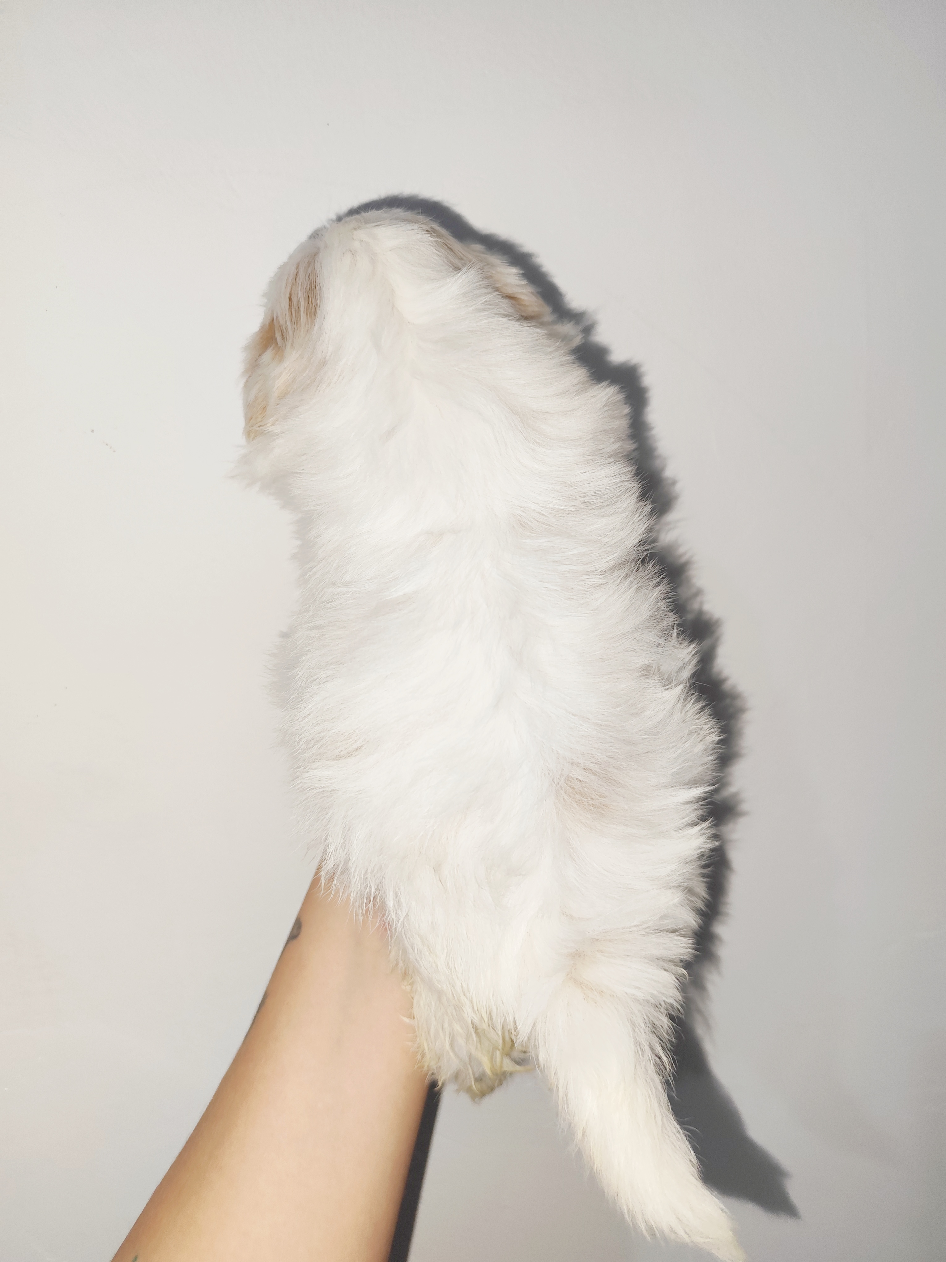 Portal Vendocão Macho Shih Tzu branco com areia  São Gonçalo 