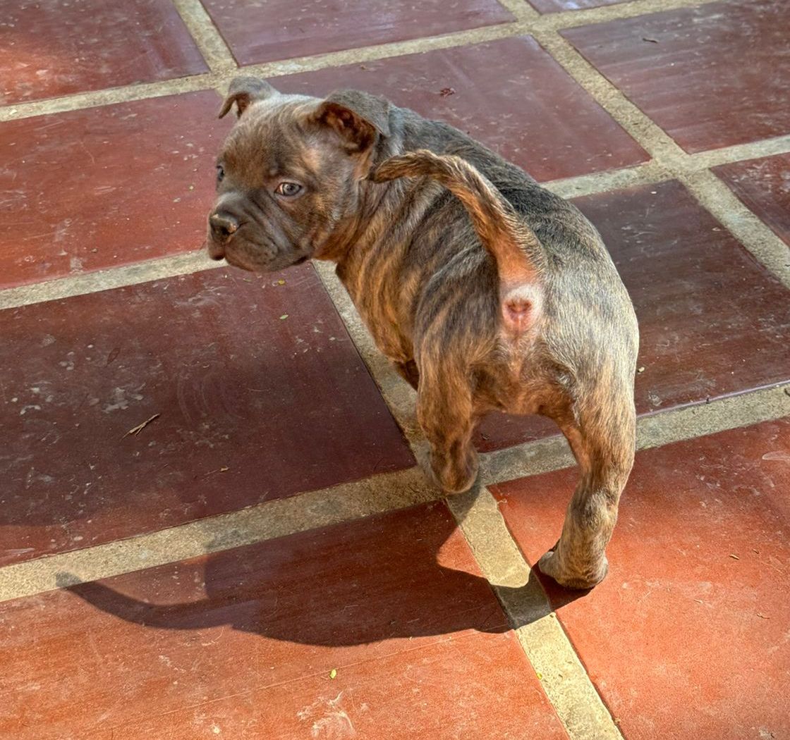 Portal Vendocão Filhotes de American Bully  Diadema