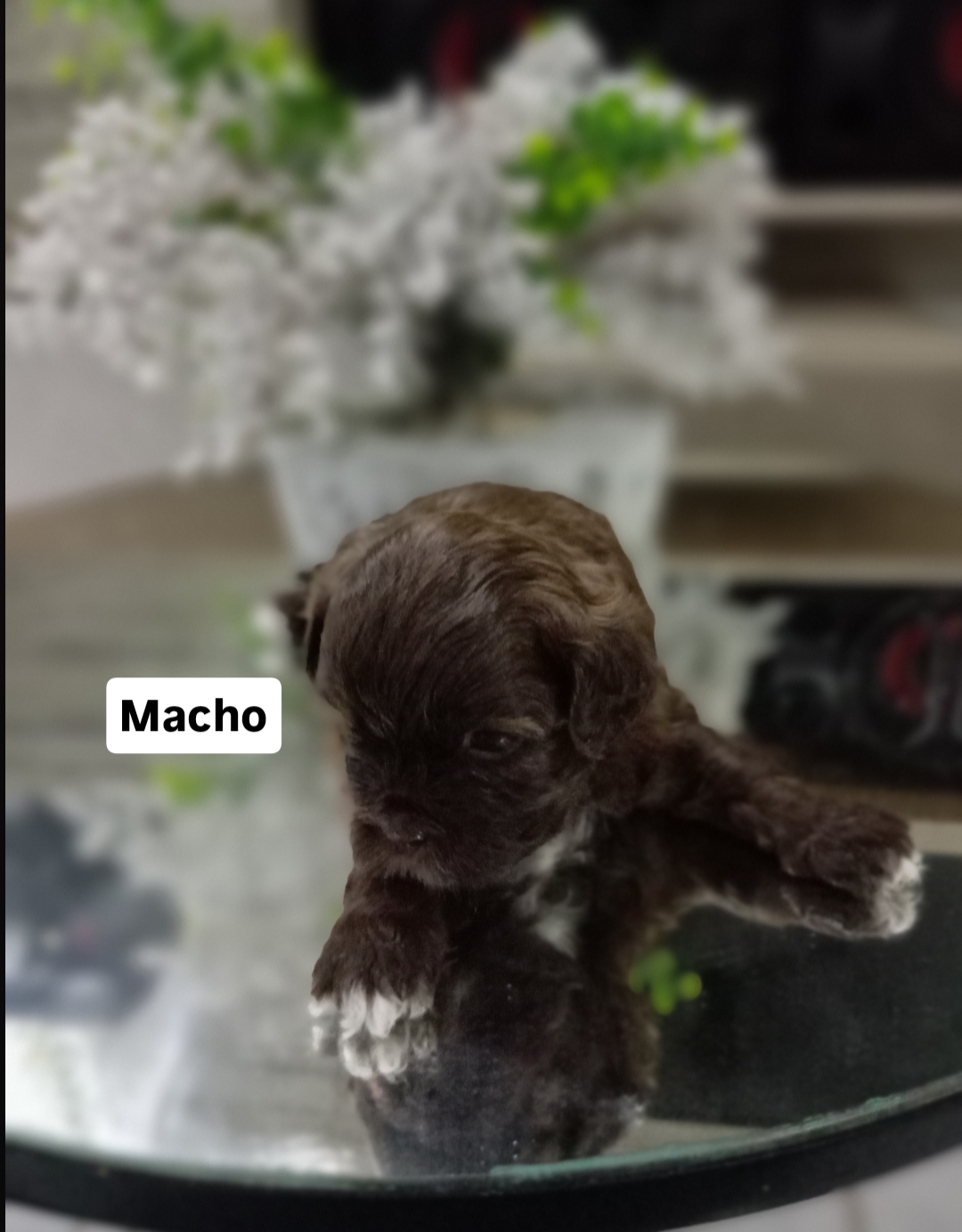 Portal Vendocão Venda Filhotes Lhasa Apso Olinda