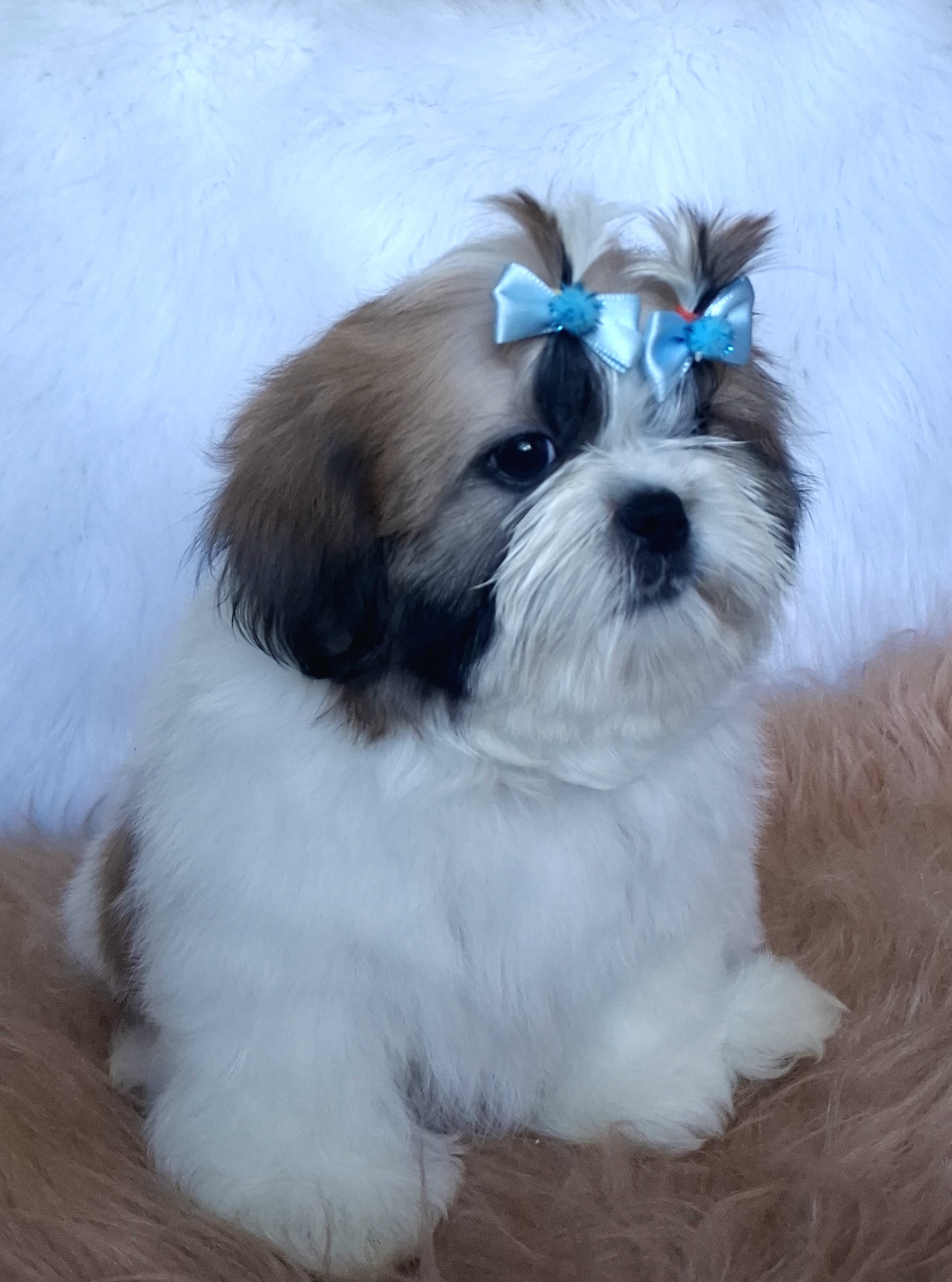 Portal Vendocão Shih Tzu  Brotas 