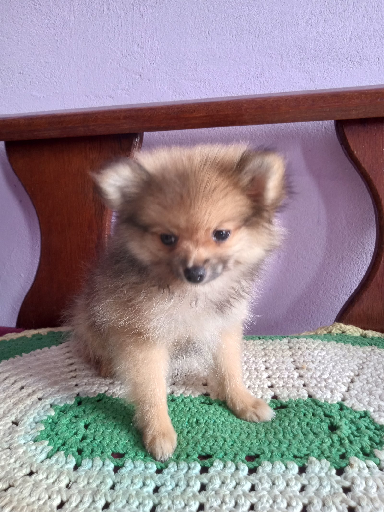 Lulu da Pomerânia macho. - Foto 1
