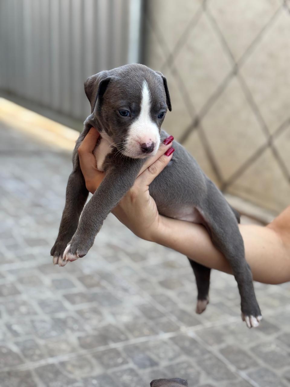 Portal Vendocão Todos estão sendo criados com acompanhamento veterinário desde a gestação. Os pais são dóceis, saudáveis e os filhotes estão sendo alimentados corretamente, com reforço de vitaminas, fórmula e todos os cuidados. Eles serão entregues vacinados e vermifugados, então o valor também reflete essa respons João Pessoa 