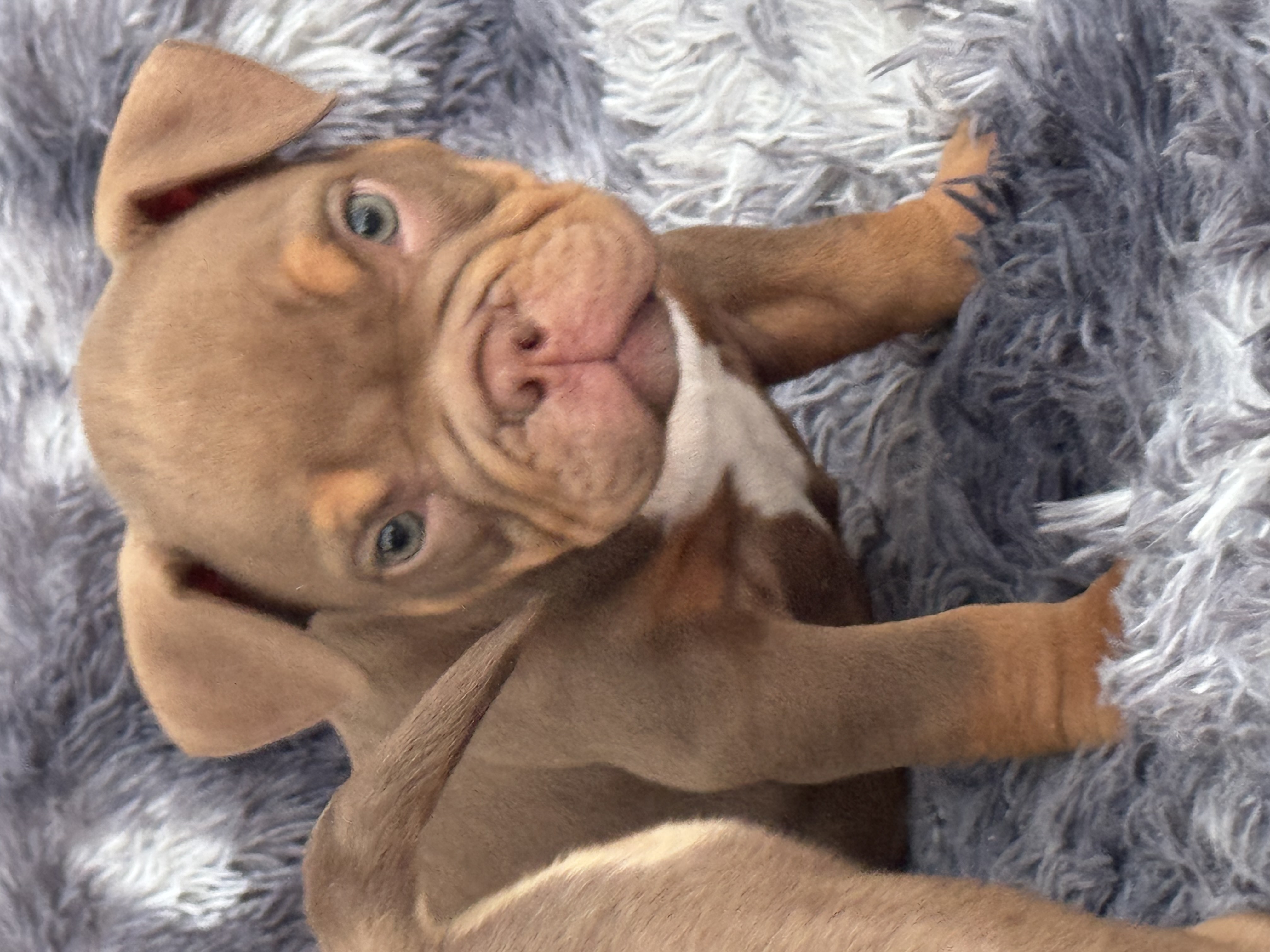 Portal Vendocão American Bully  Bauru 