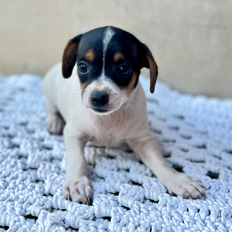 Lindos filhotes  de pinscher - Foto 2