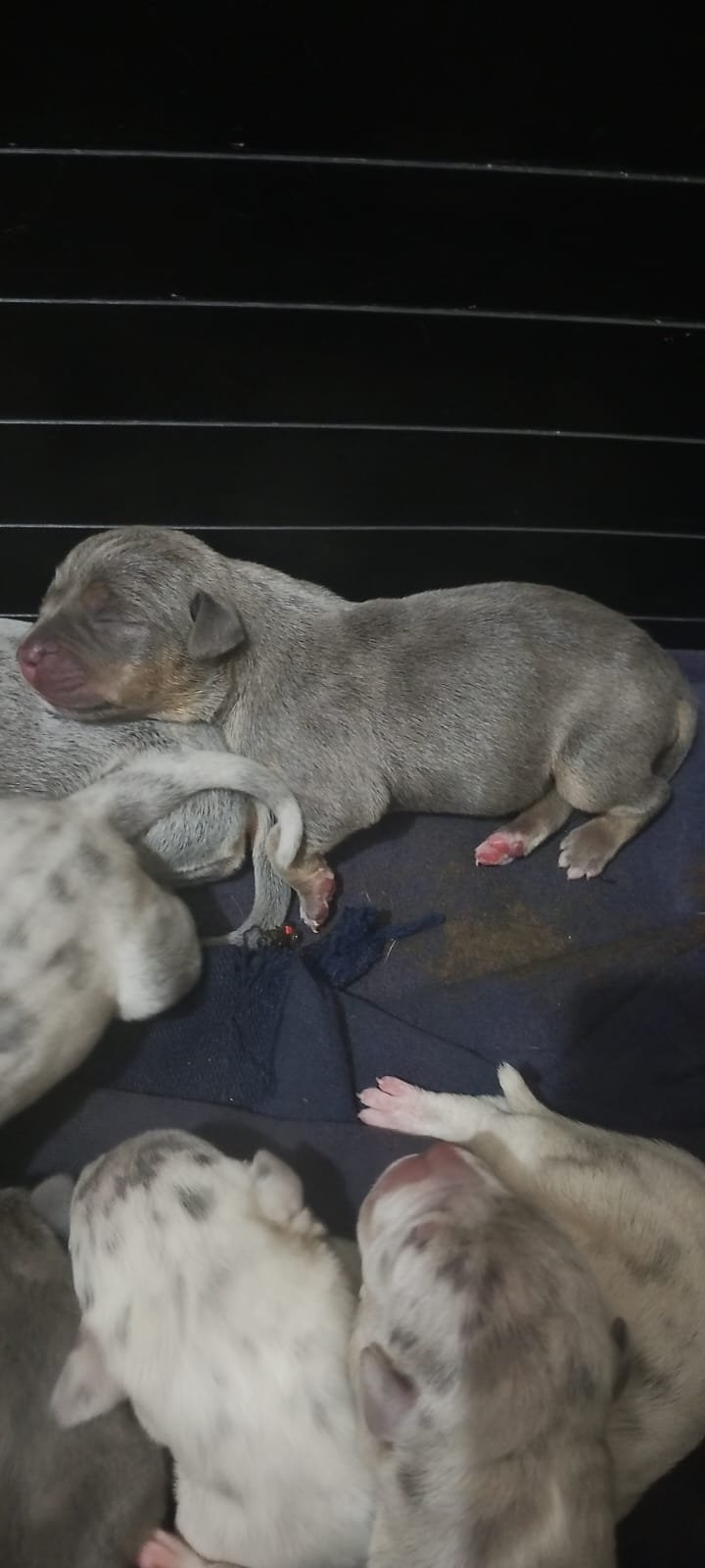 Filhotes de Brazilian Bull mais conhecido como Pittmoster tri BLUE e tri BLUE Merlin ótimo liagen sanguinia.pai e mãe no local - Foto 4