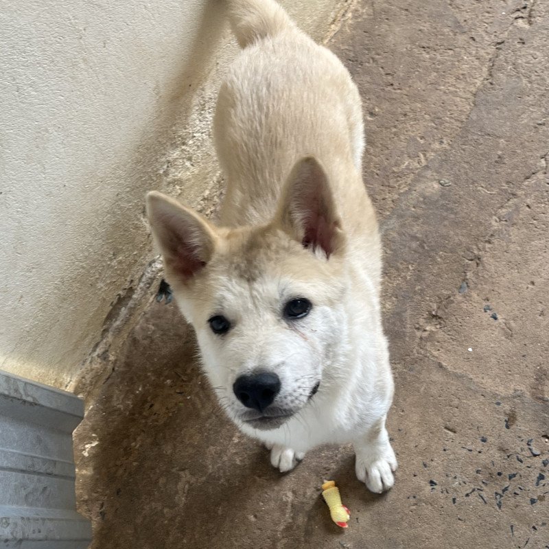 Akita Inu Macho