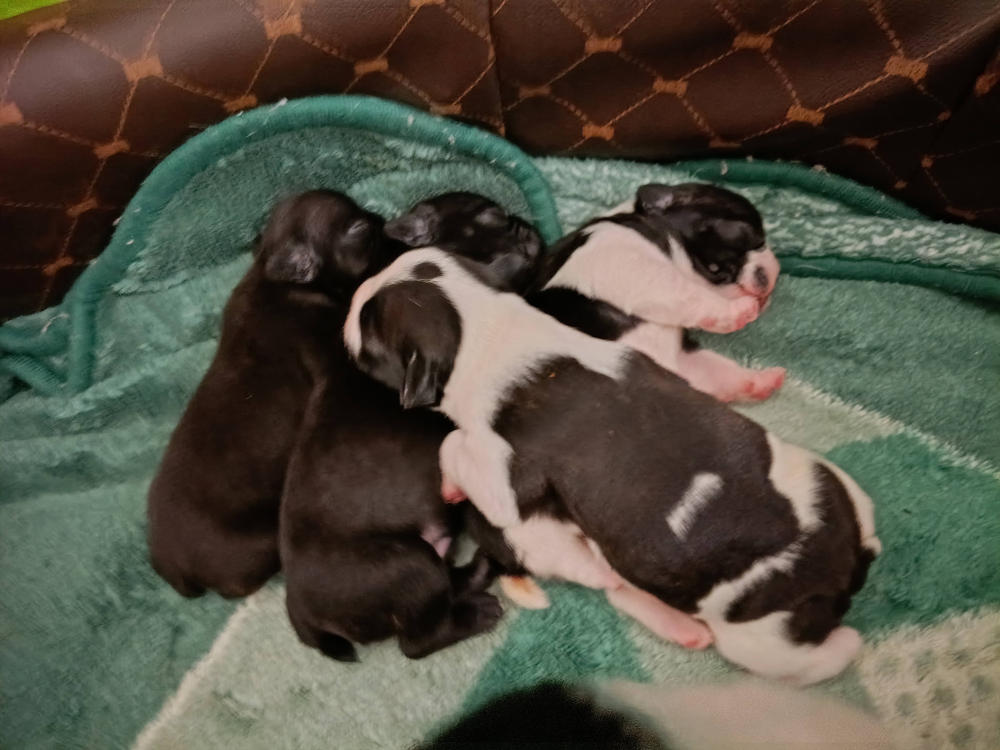 Filhotes de Bulldog Francês Puro - Ótima Linhagem - Pré Reserva  - Foto 3