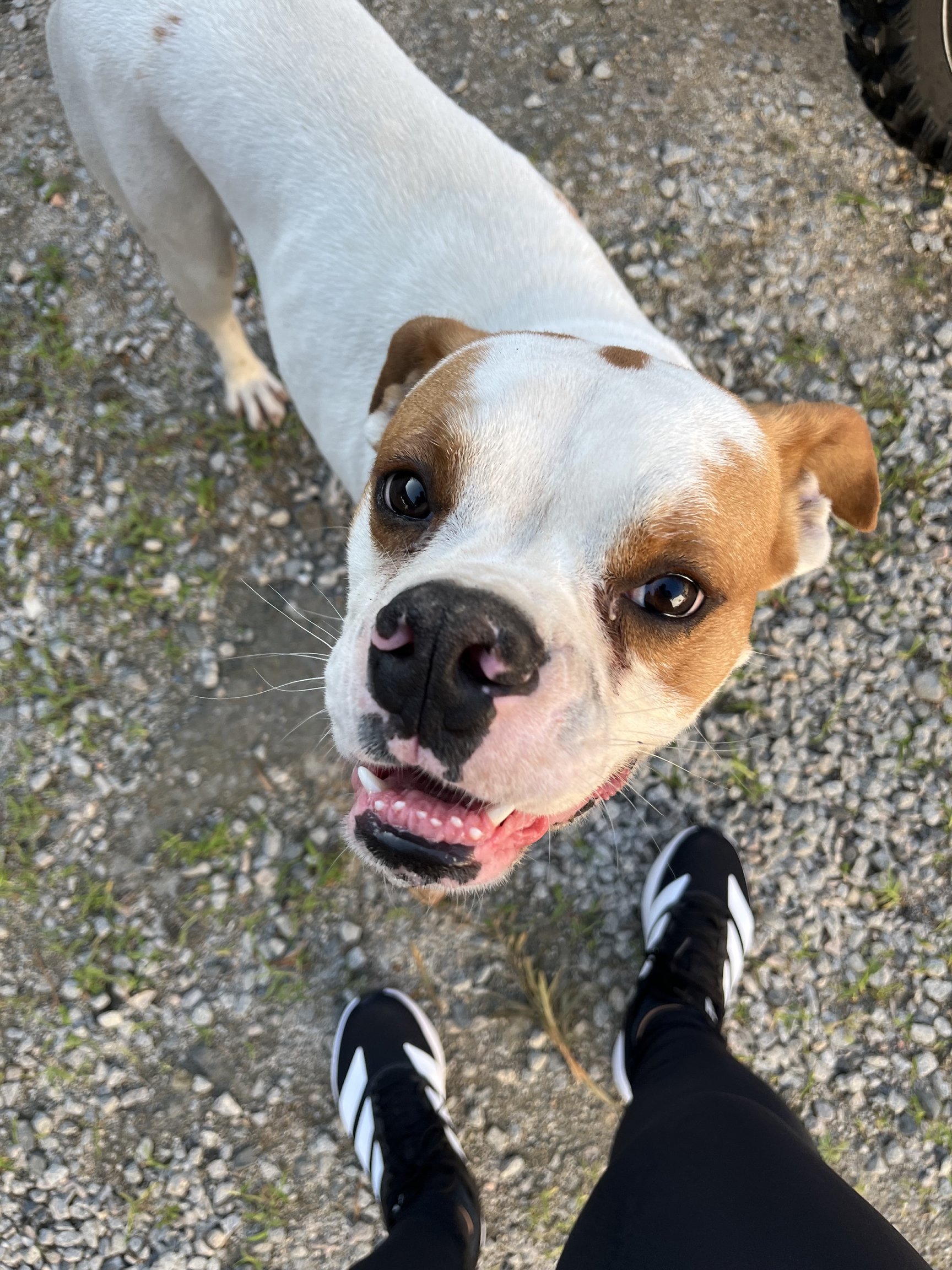 Portal Vendocão O Chucky precisa de um lar! Florianópolis