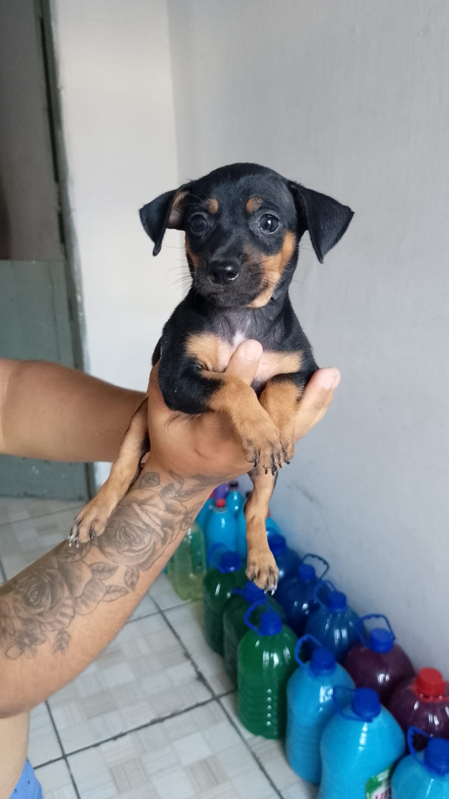 Portal Vendocão Vendas  Fortaleza