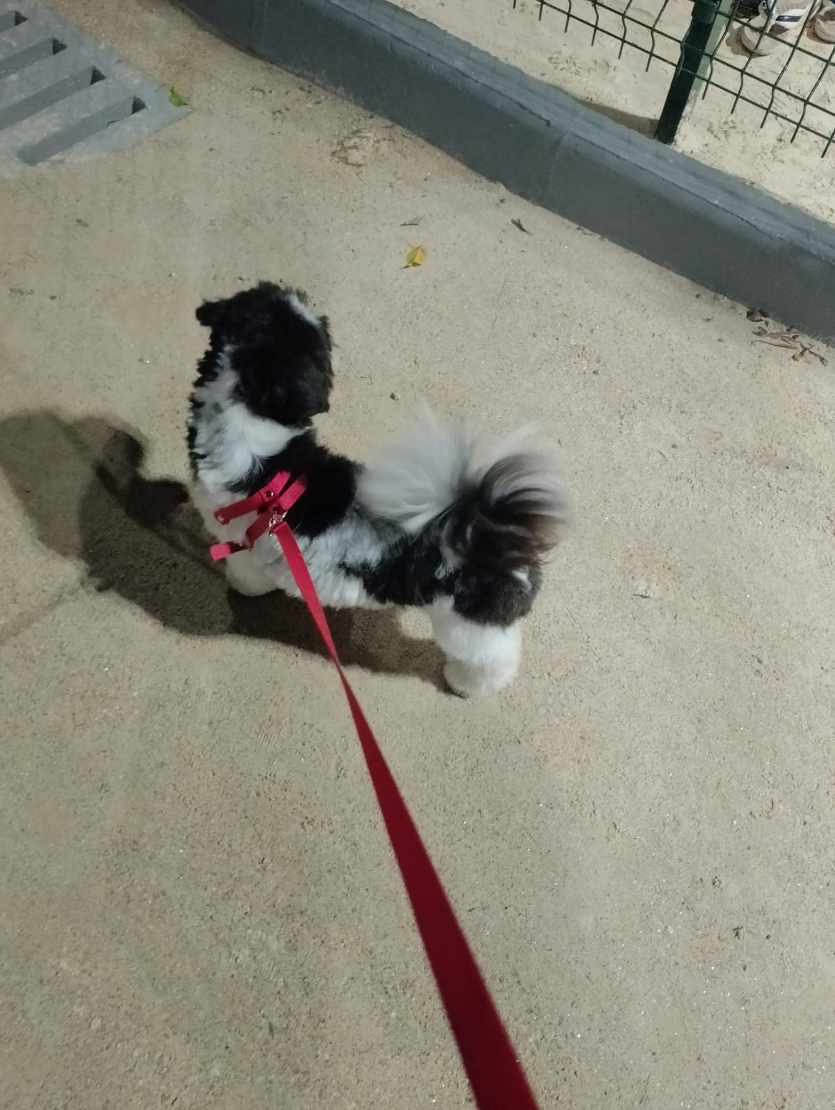 vendo shih tzu - Foto 2