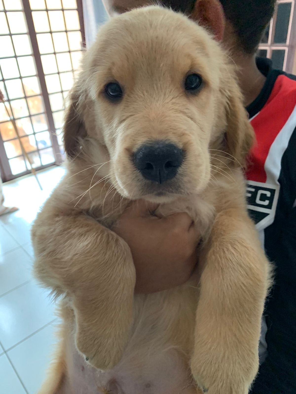 Filhote Golden Retriever - Foto 4