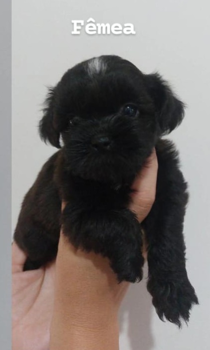 Portal Vendocão Vendo filhotes Shih tzu  Rio de Janeiro