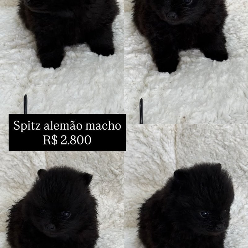 filhotes de spitz alemão machos e femeas - Foto 4