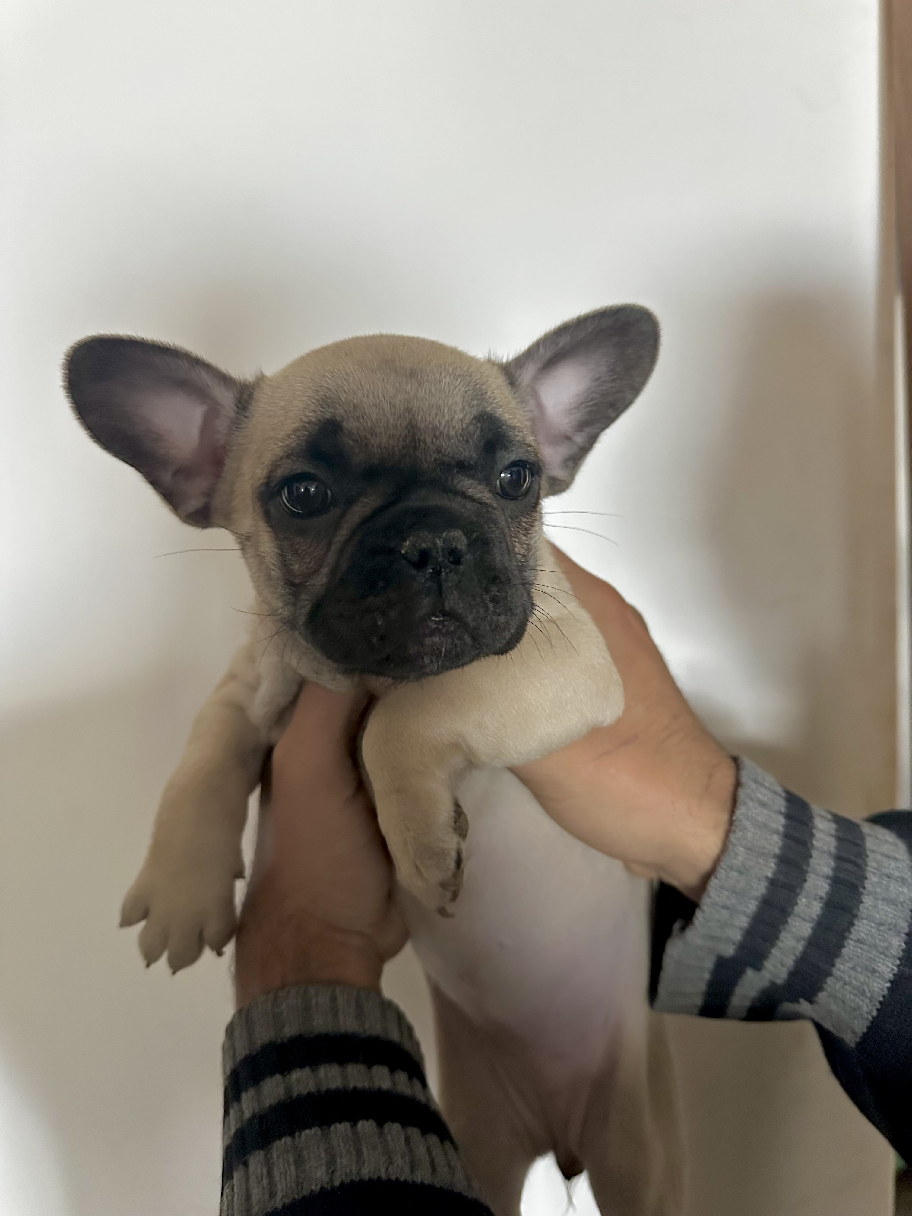 Portal Vendocão Linda Filhote de Buldogue Francês  Biguaçu 