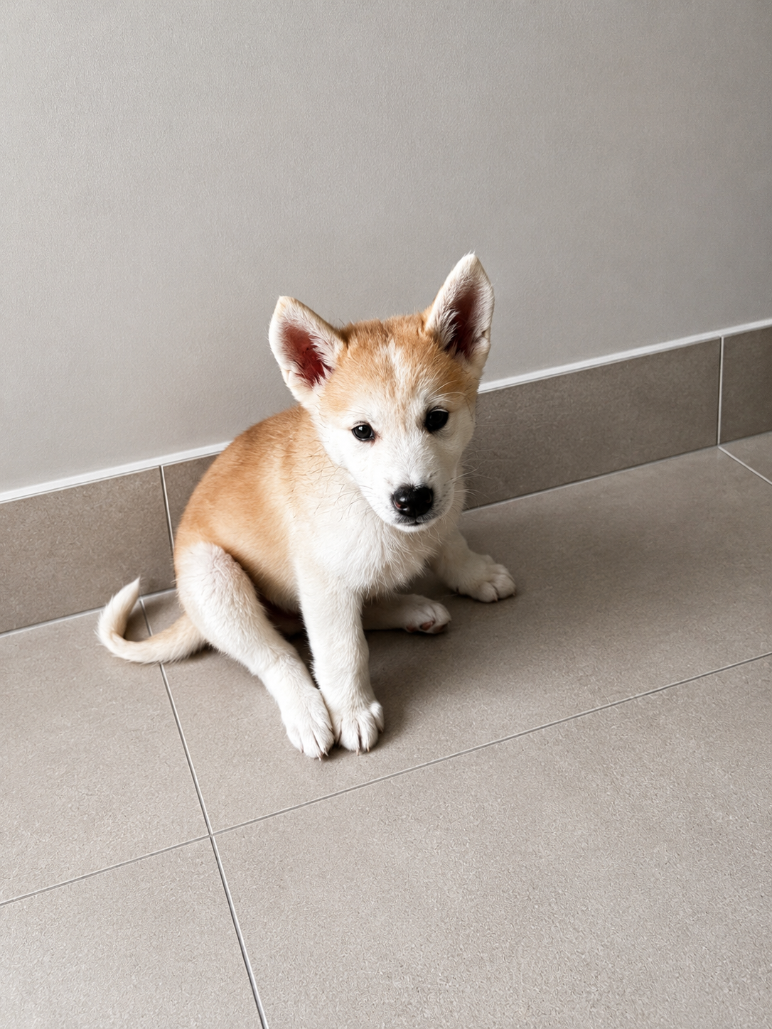 Cão 
