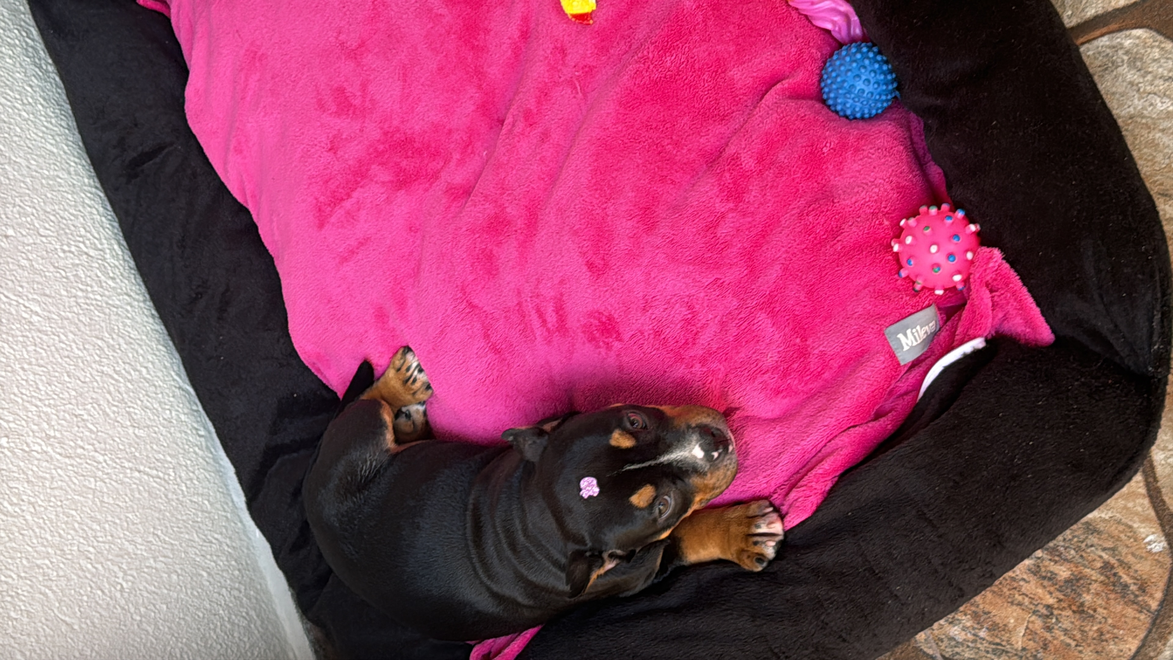 Filhote de American Bully Pocket - Foto 1