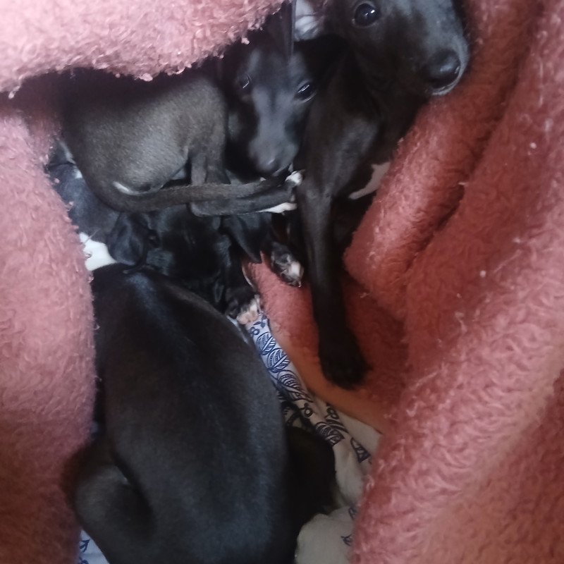 Lindos filhotes de galgo italiano