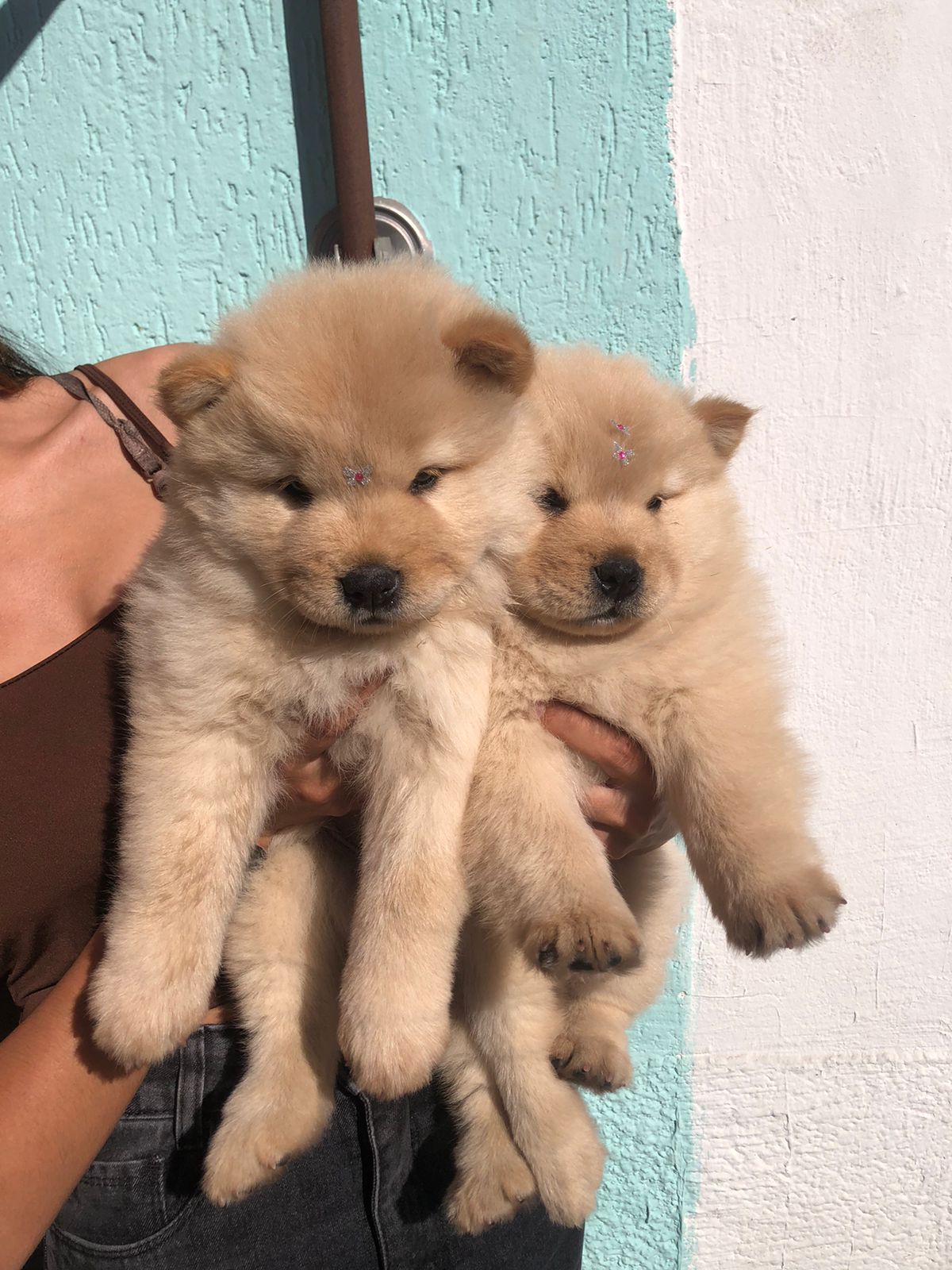 Chow chow femêa creme  - Foto 1