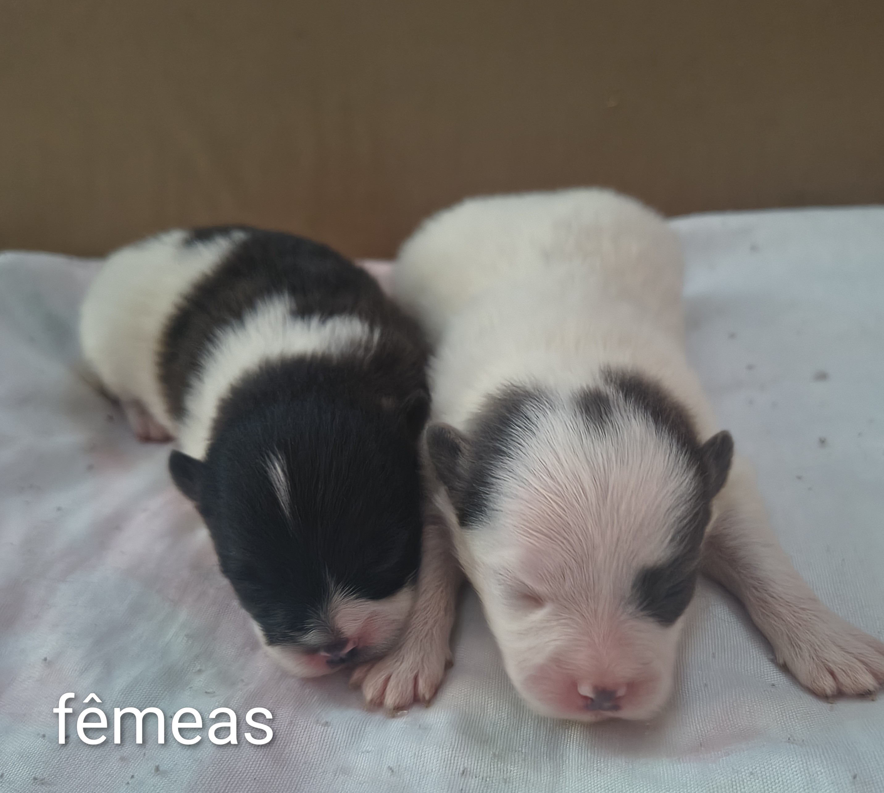 Lulu da Pomerânia  - Foto 1