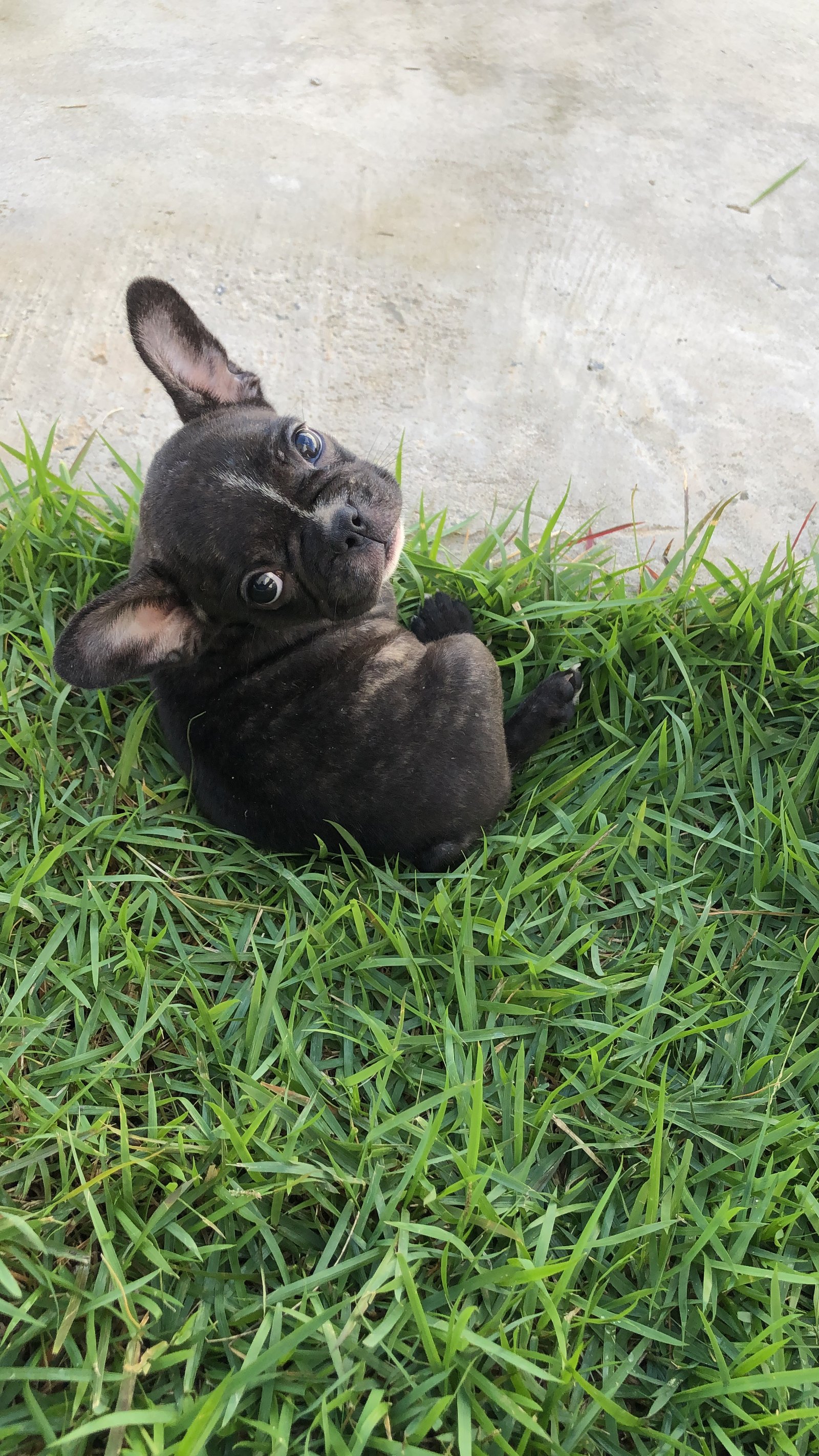 Filhote de buldogue francês fêmea  - Foto 2