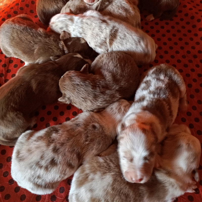 LINDOS FILHOTES DE BORDER COLLIE, PUROS, NO PADRÃO DA RAÇA - Foto 1