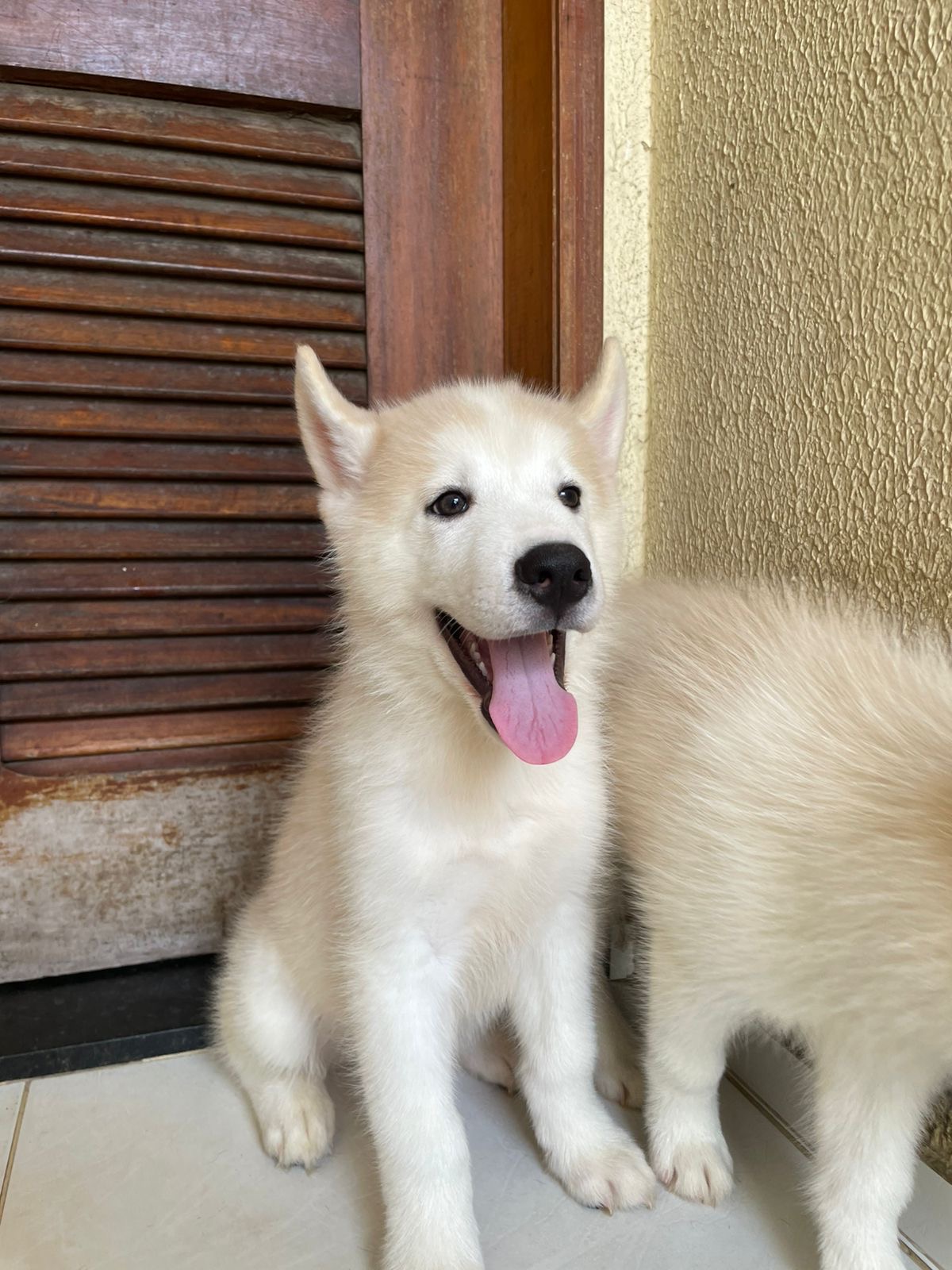 Portal Vendocão Husky siberiano  Maracanaú 
