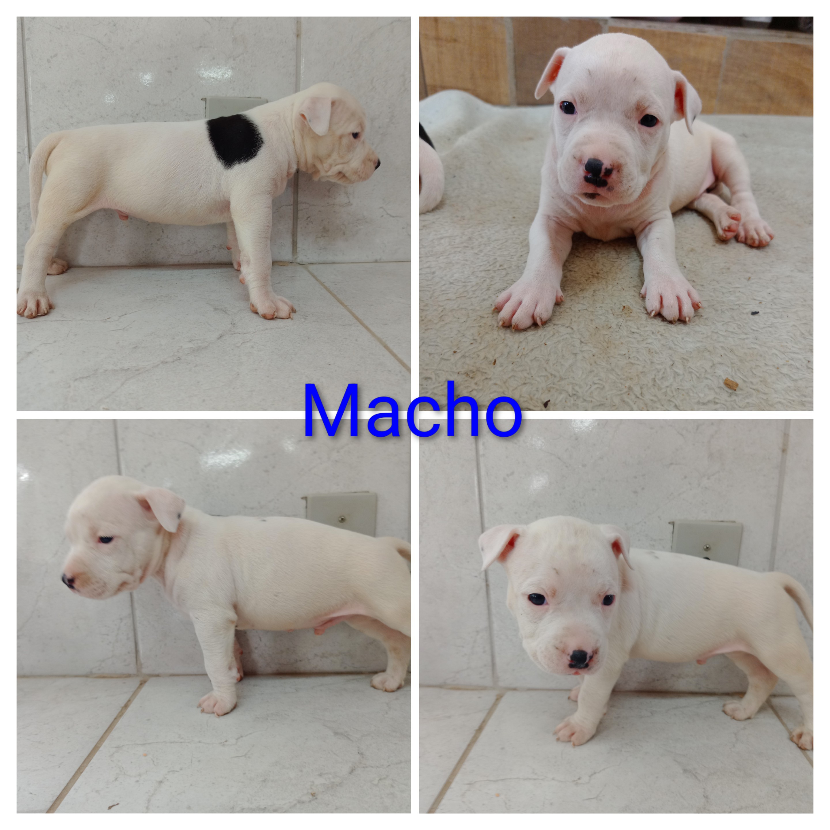 Filhotes de American staffordshire terrier  - Foto 3