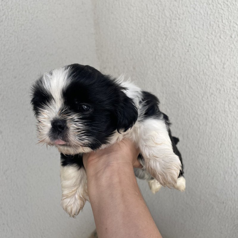 Vendo filhotes de Shih Tzu - Foto 5