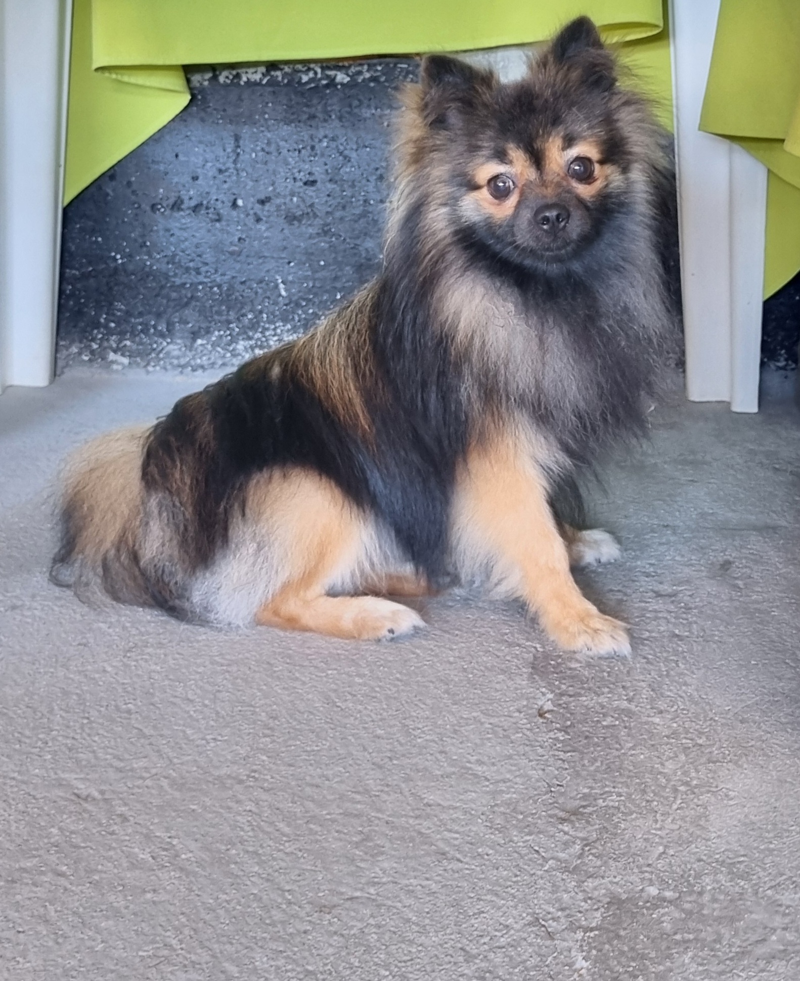 Cachorro 