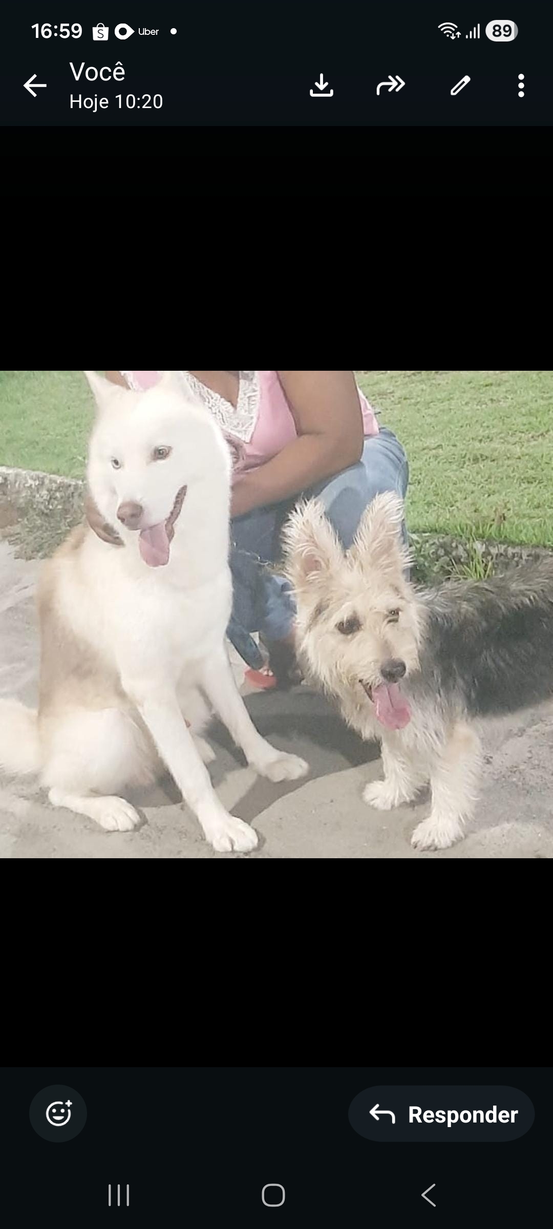 Vendo filhote de Husky Siberiano (pai) Yorkshire terrier e pastor alemão ( mãe) - Foto 1